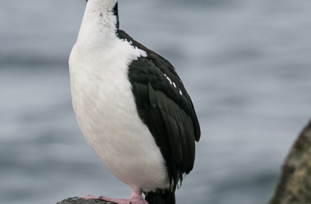 Chatham Islands Shag