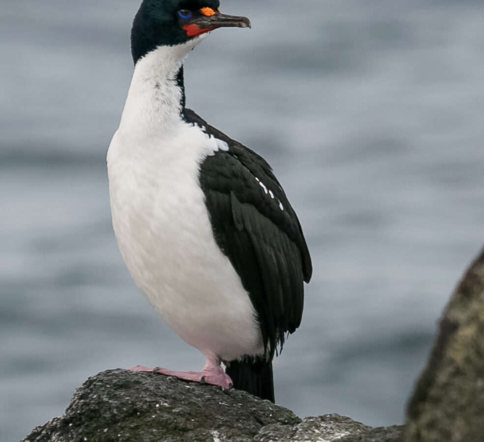 Chatham Islands Shag