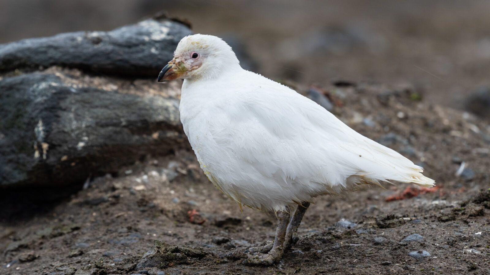 Snowy Sheathbill