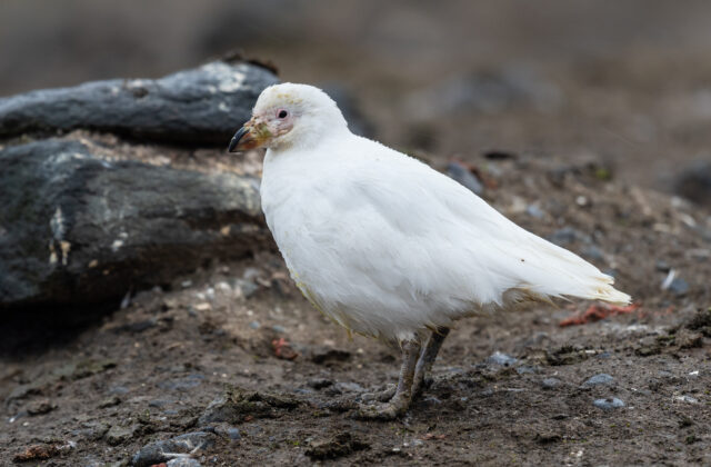 Snowy Sheathbill