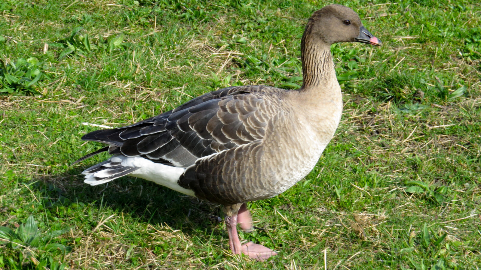 Pink-footed Goose
