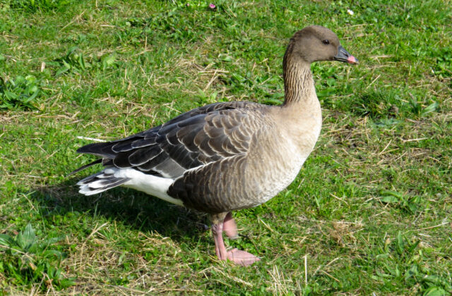 Pink-footed Goose
