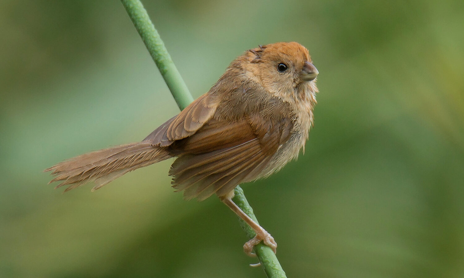 Vinous-throated Parrotbill