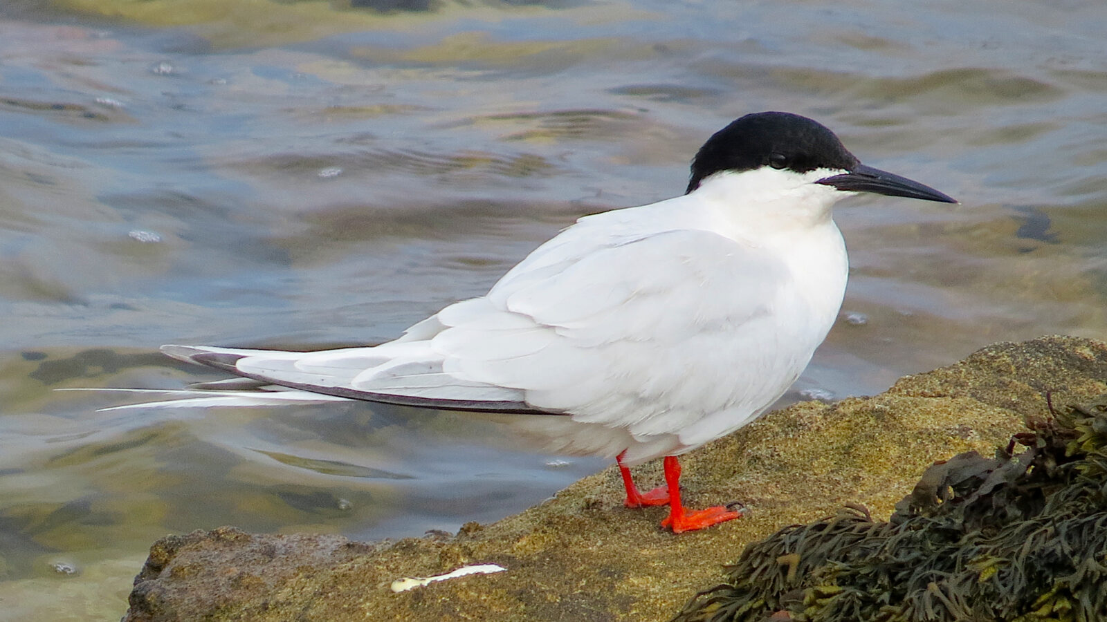 Roseate Tern