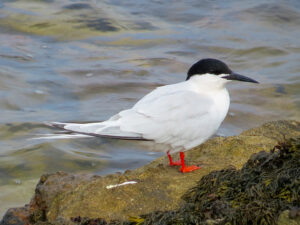 Roseate Tern