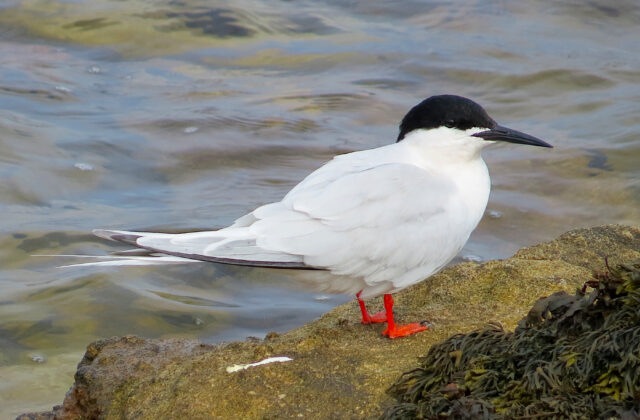 Roseate Tern
