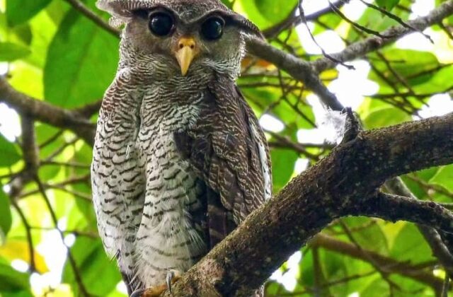 Barred Eagle-Owl