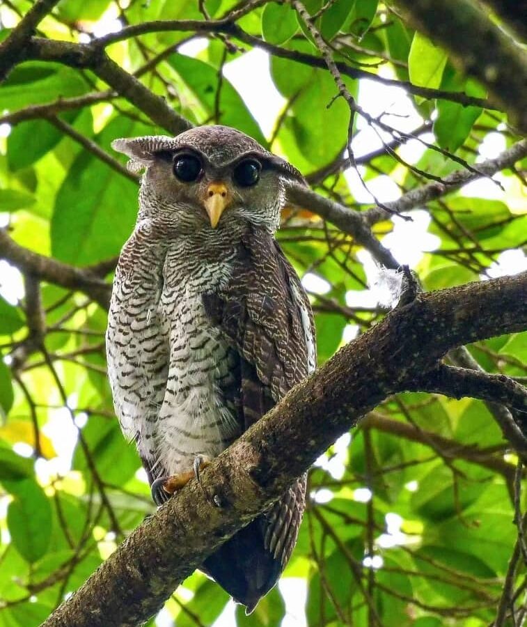 Barred Eagle-Owl