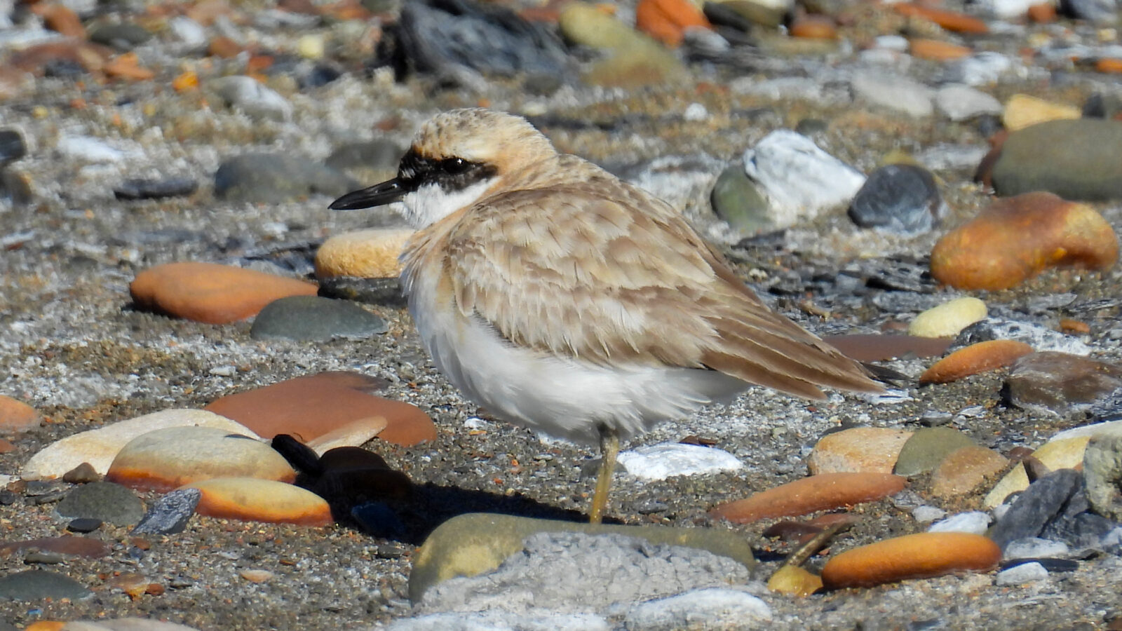 Greater Sand Plover