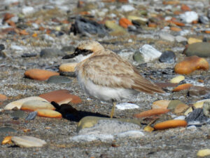 Greater Sand Plover