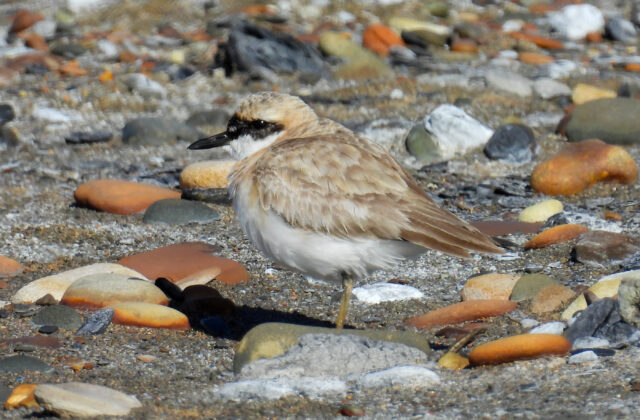 Greater Sand Plover