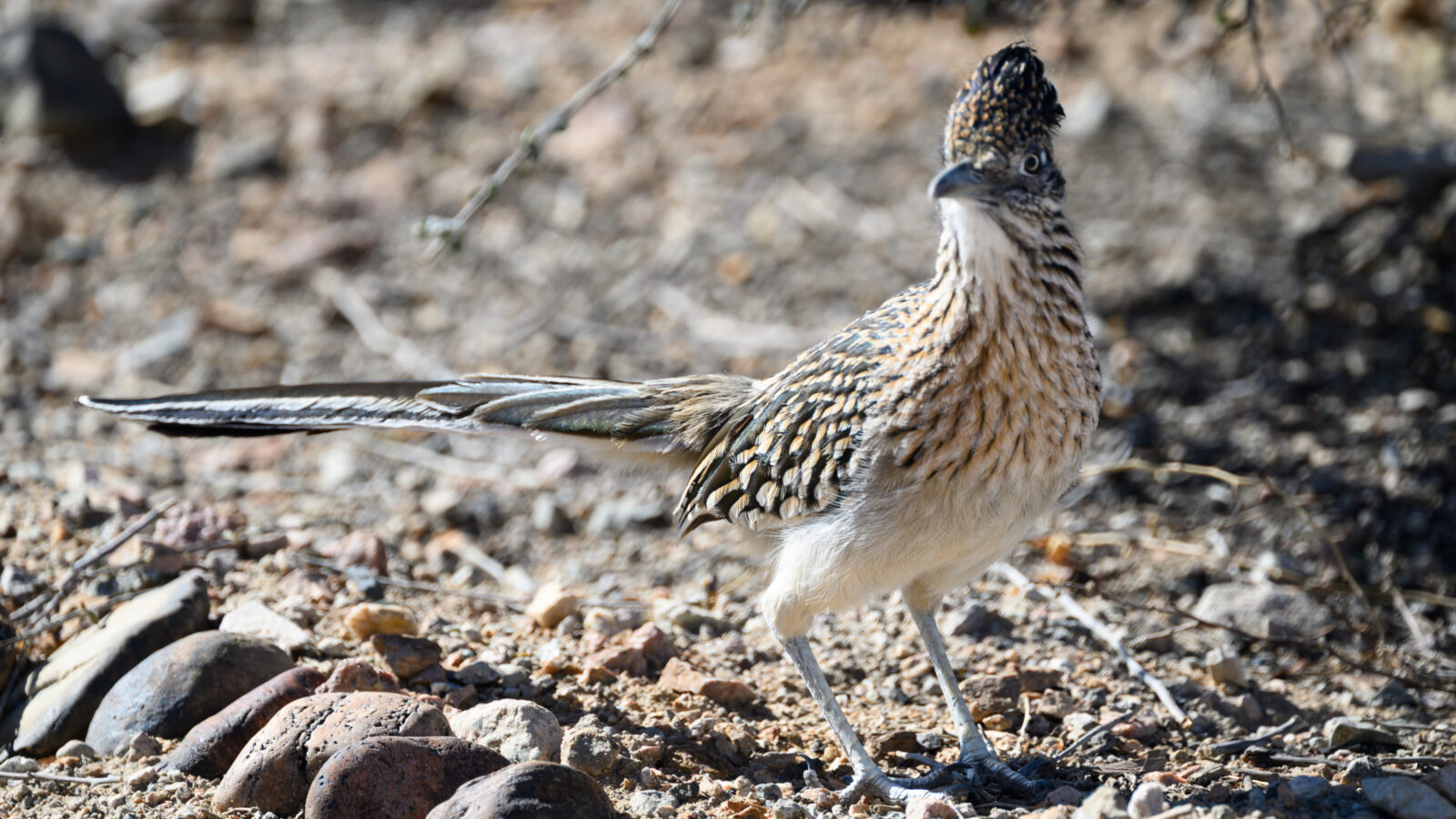 Greater Roadrunner