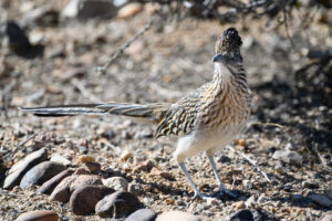 Greater Roadrunner