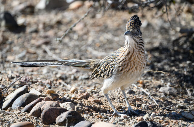 Greater Roadrunner