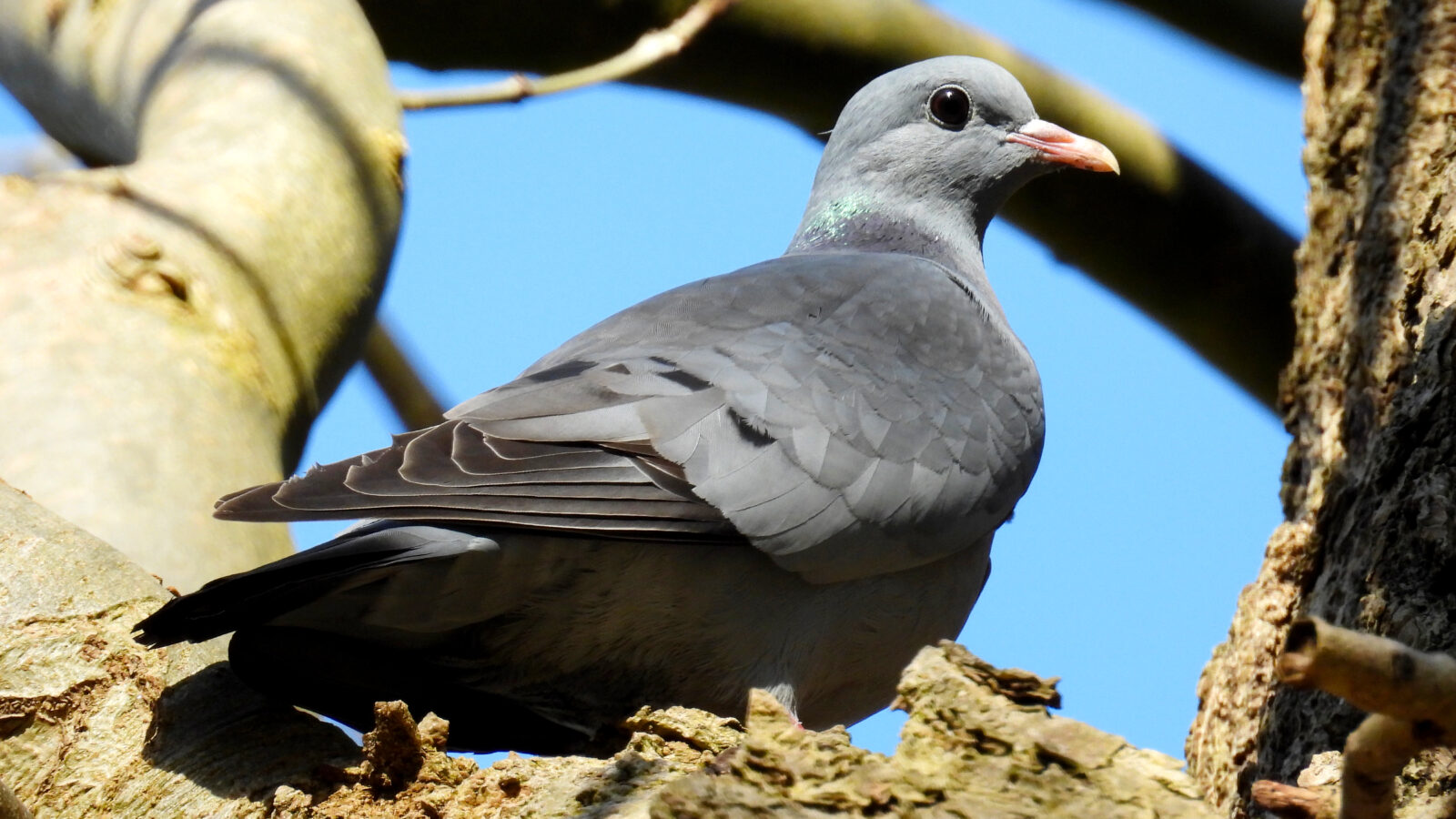 Stock Dove