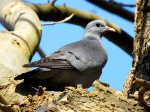 Stock Dove