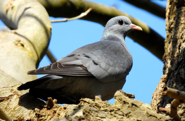 Stock Dove