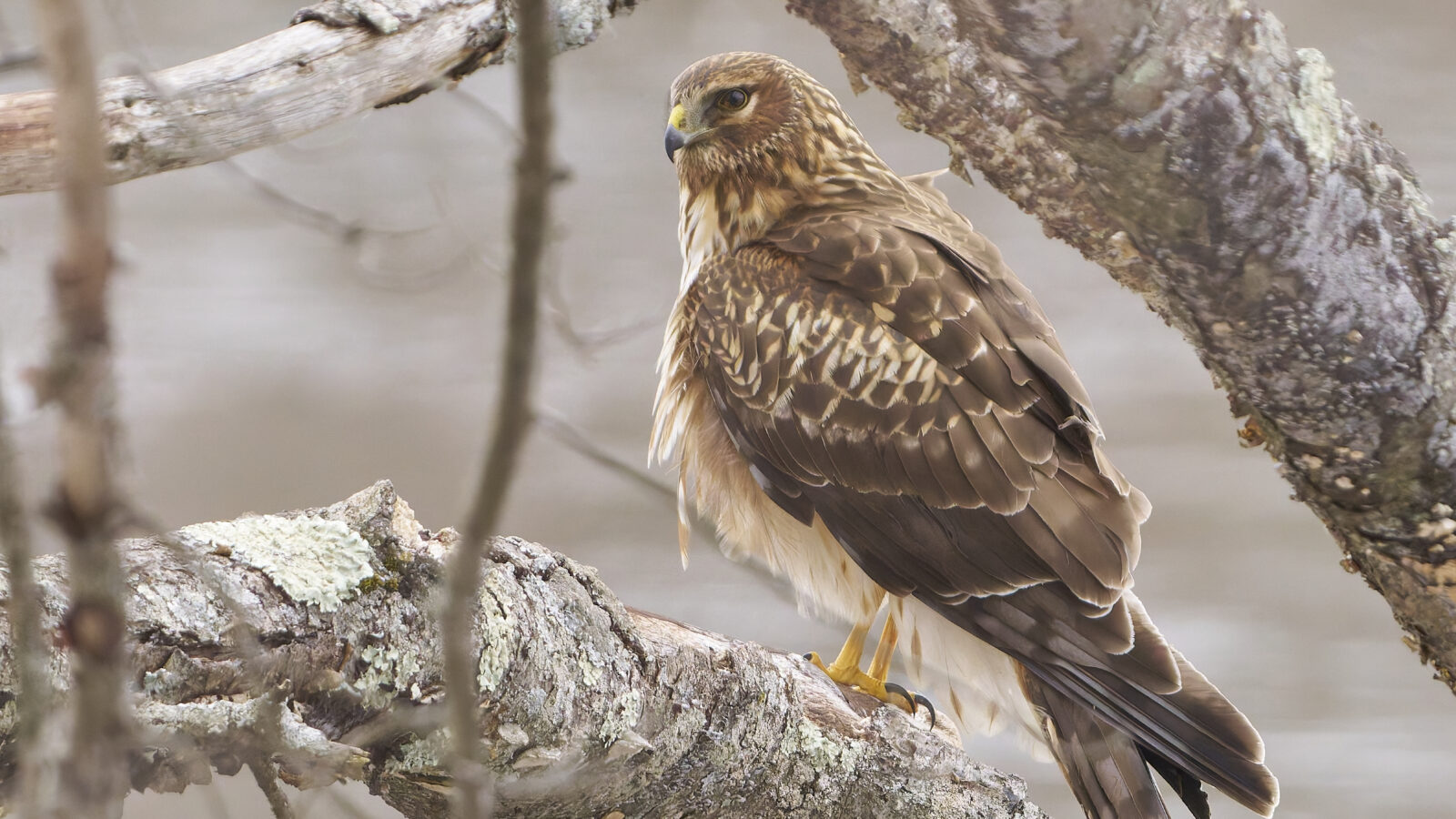 Northern Harrier