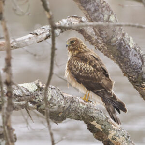 Northern Harrier
