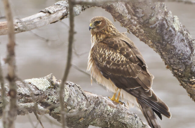 Northern Harrier