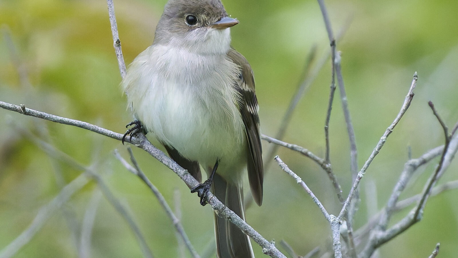 Willow Flycatcher