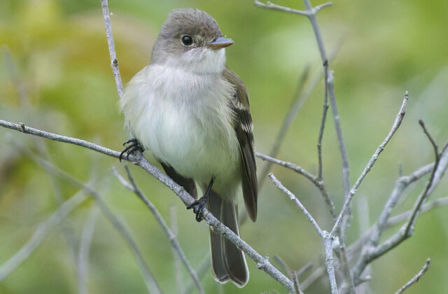 Willow Flycatcher