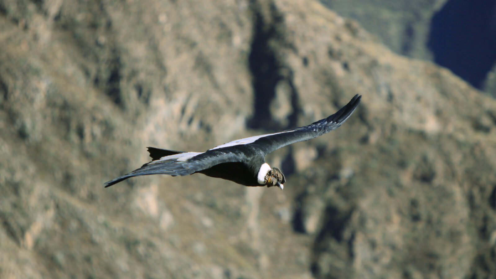 Andean Condor