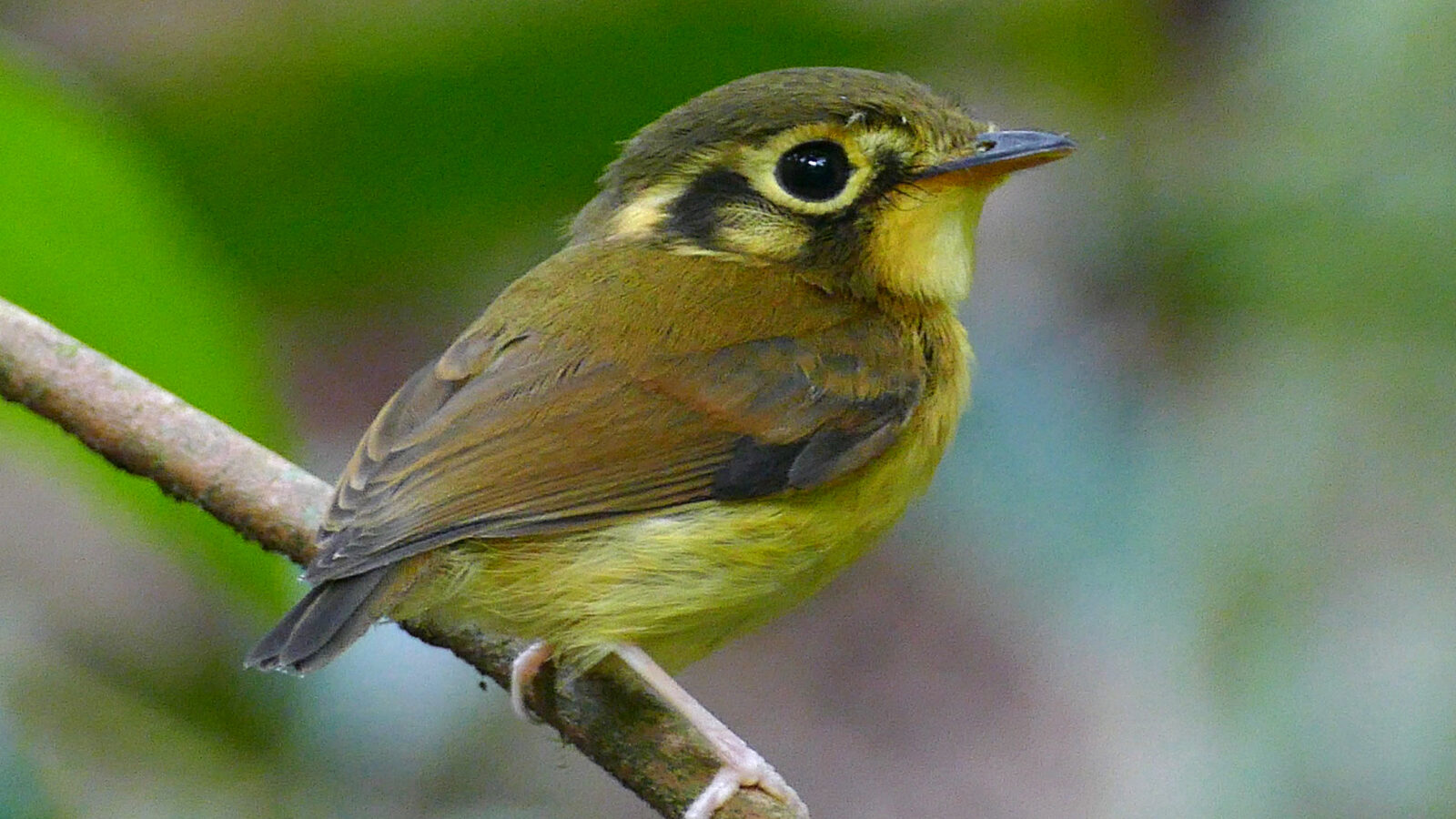 White-throated Spadebill