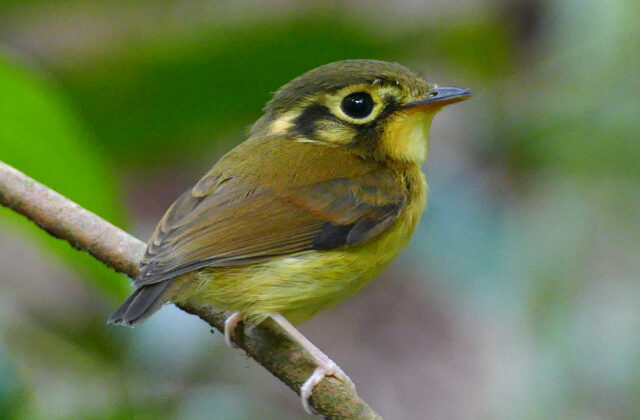 White-throated Spadebill