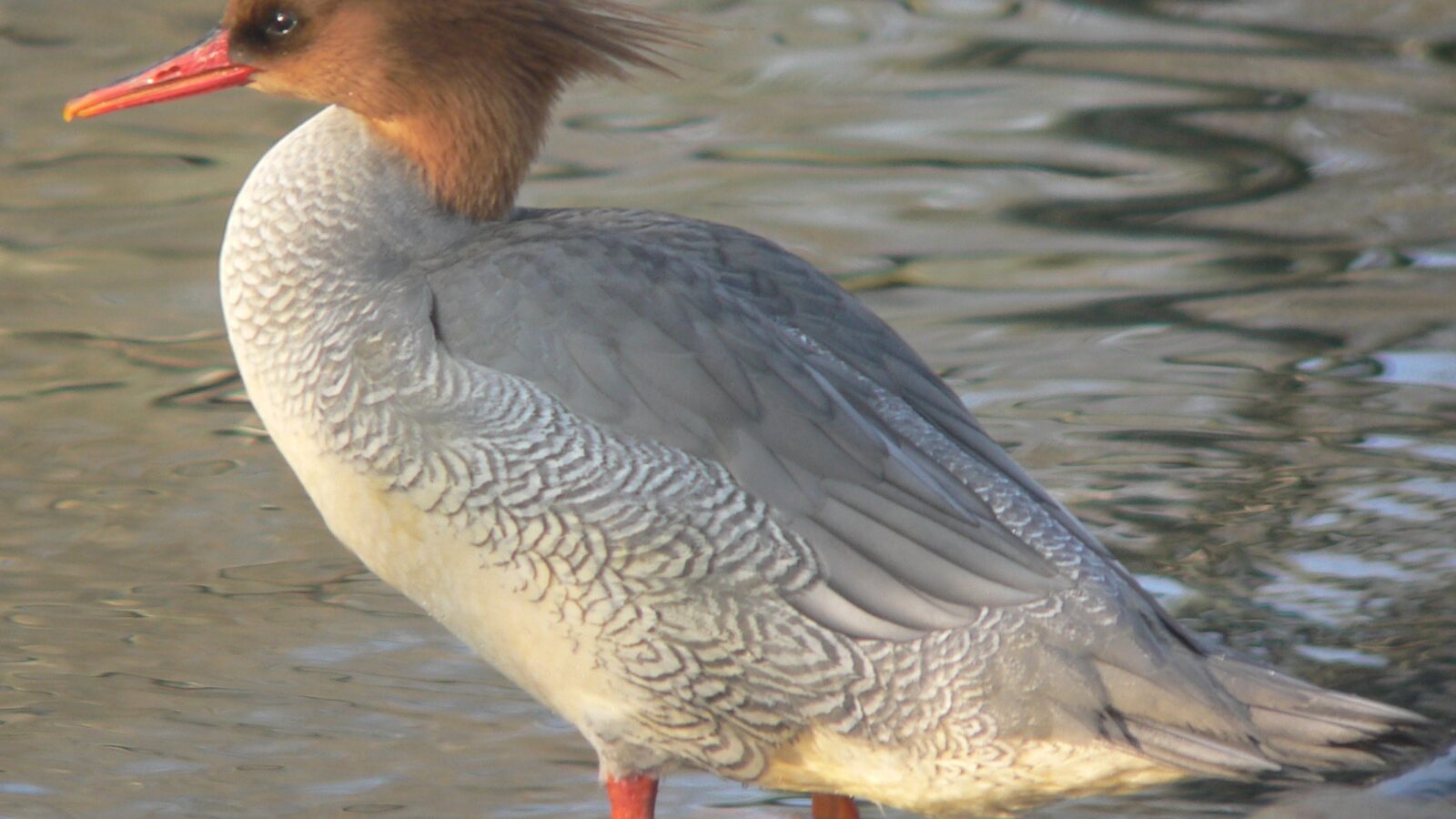 Scaly-sided Merganser