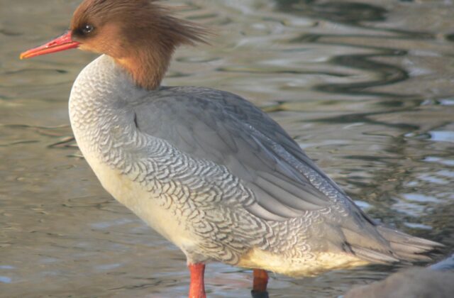 Scaly-sided Merganser