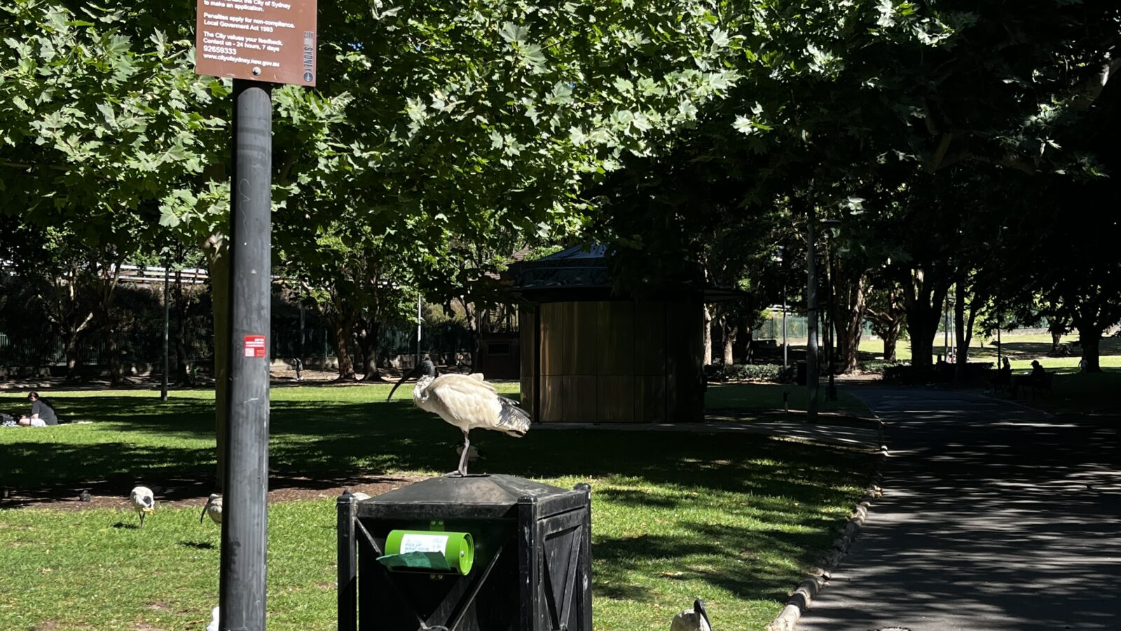 Australian White Ibis