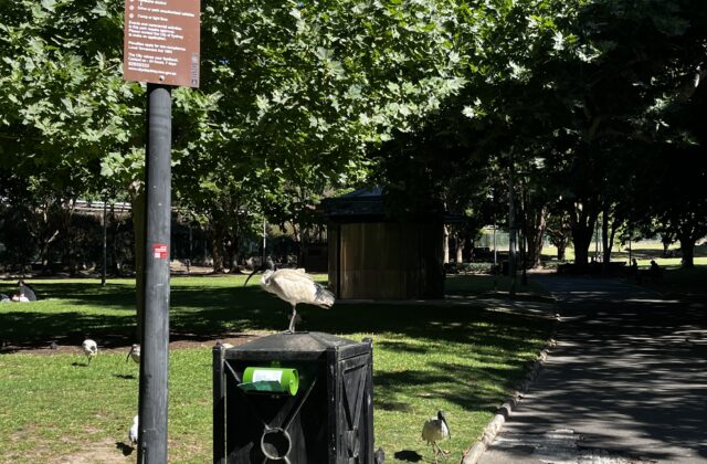 Australian White Ibis
