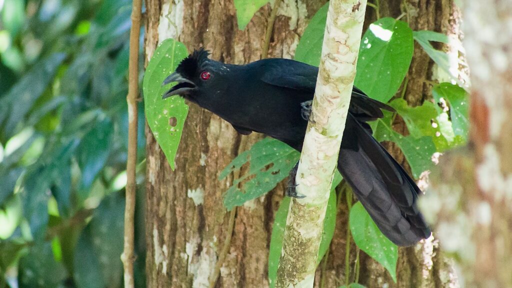 Bornean Black Magpie