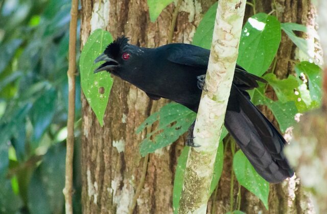 Bornean Black Magpie