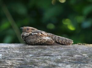 Blackish Nightjar