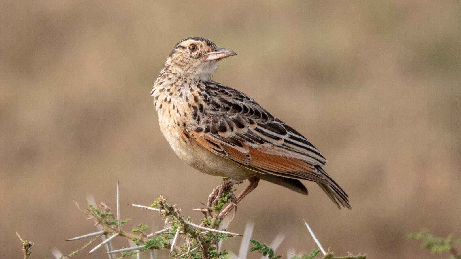 White-tailed Lark