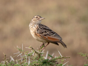 White-tailed Lark