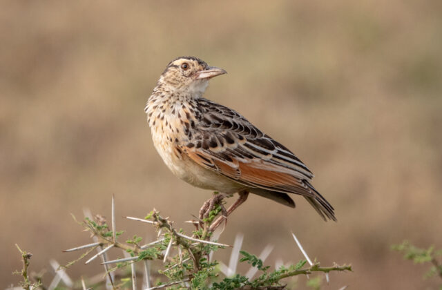 White-tailed Lark