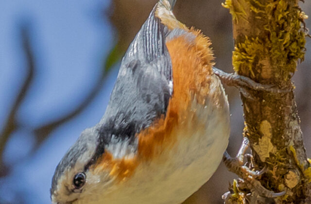 White-browed Nuthatch