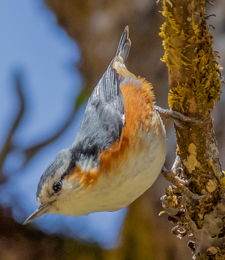 White-browed Nuthatch