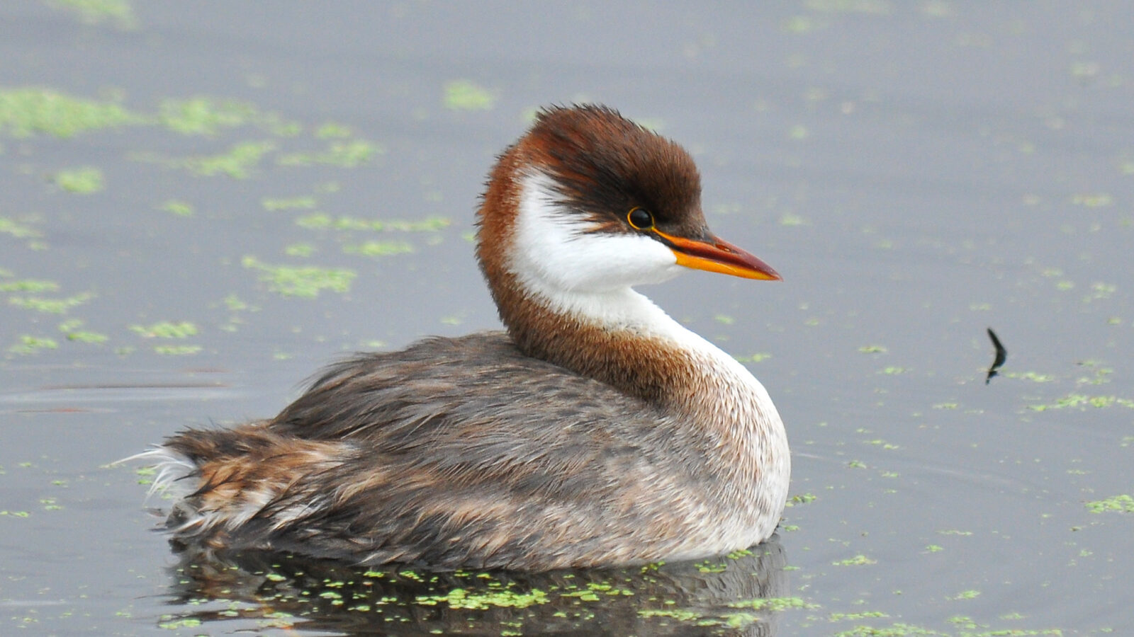 Titicaca Grebe