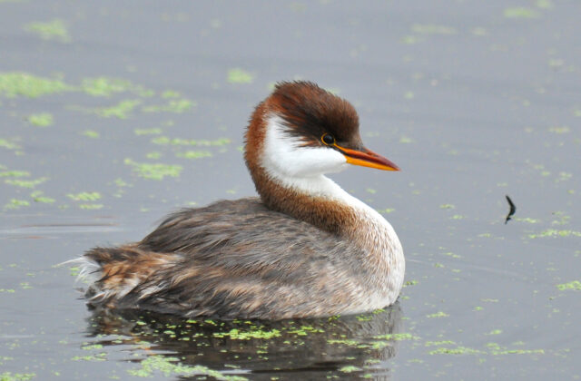 Titicaca Grebe