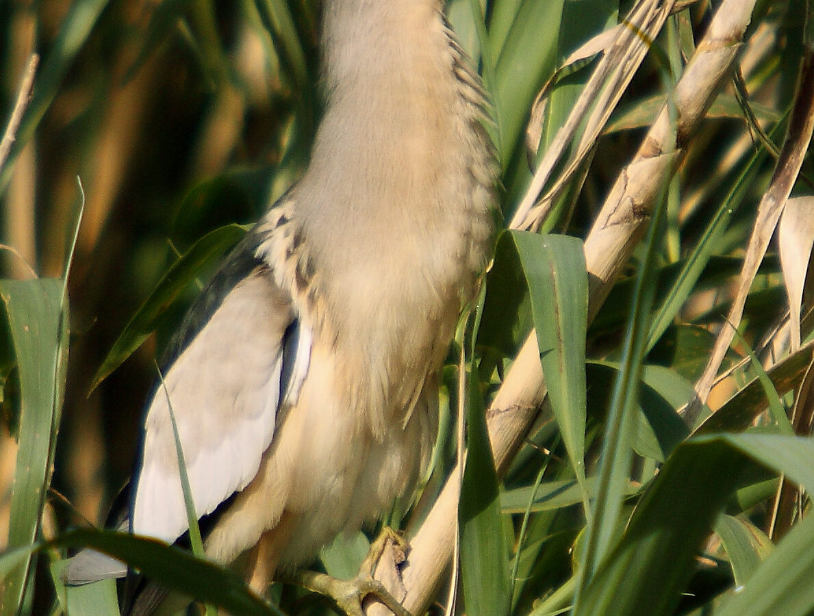 Little Bittern
