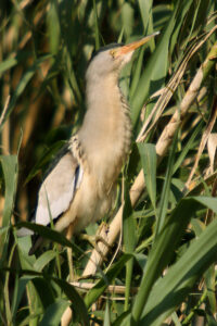 Little Bittern