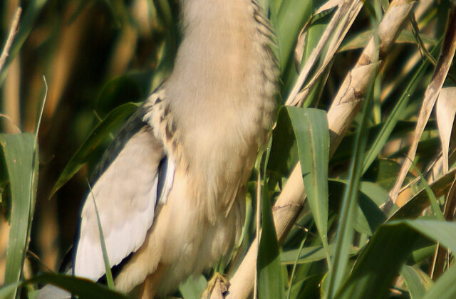 Little Bittern