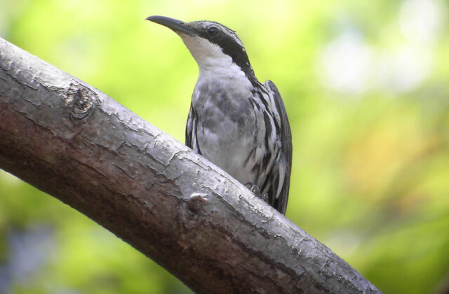 Stripe-headed Rhabdornis