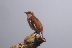 Stripe-breasted Rhabdornis