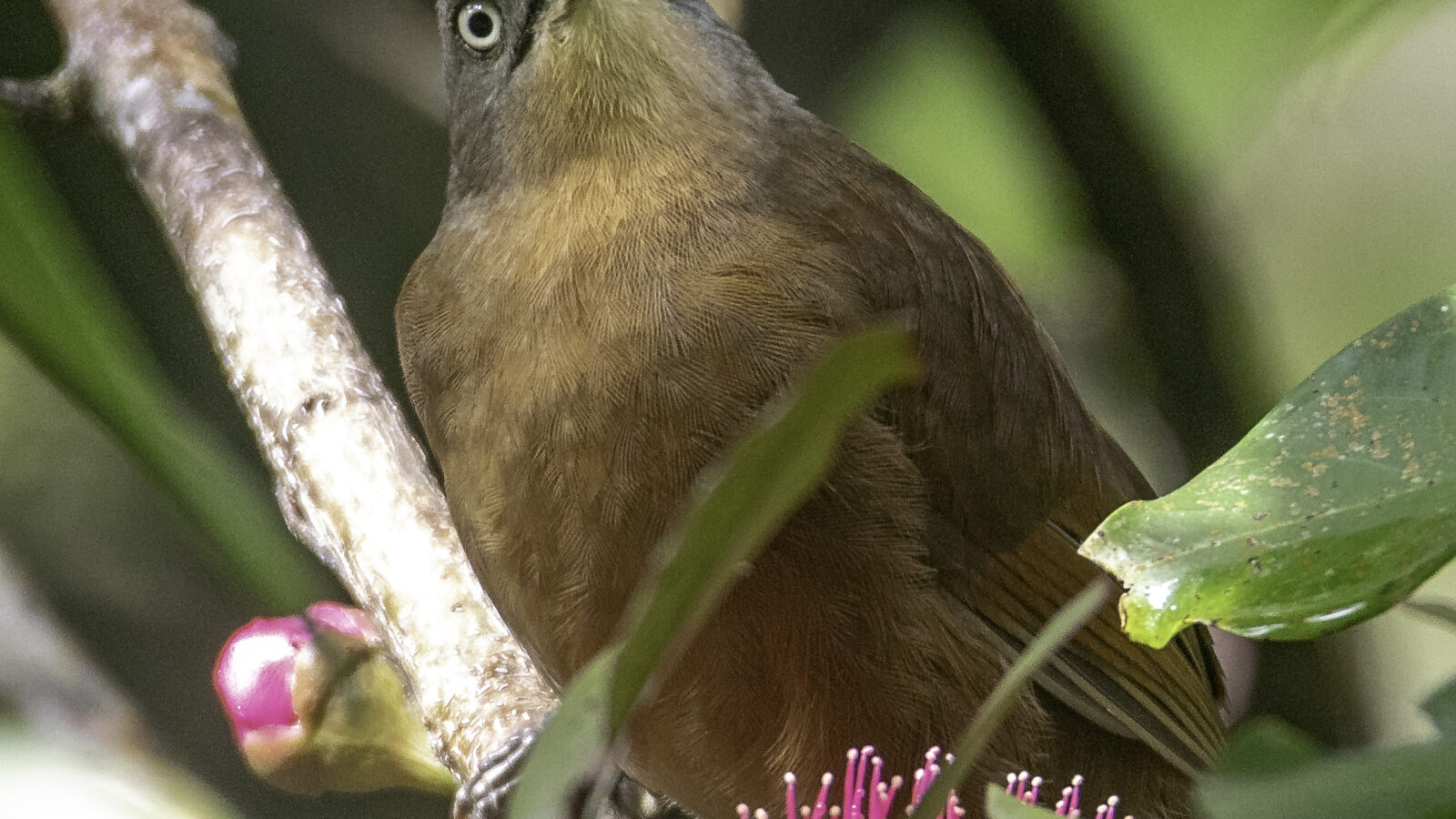 Ashy-headed Laughingthrush