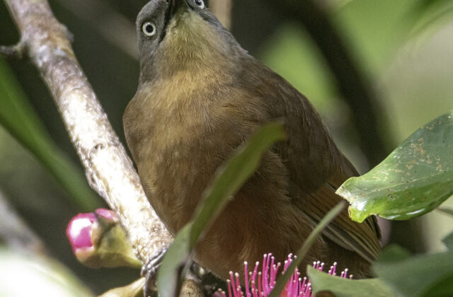 Ashy-headed Laughingthrush